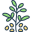 Fenugreek seeds