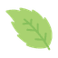 Peppermint leaves