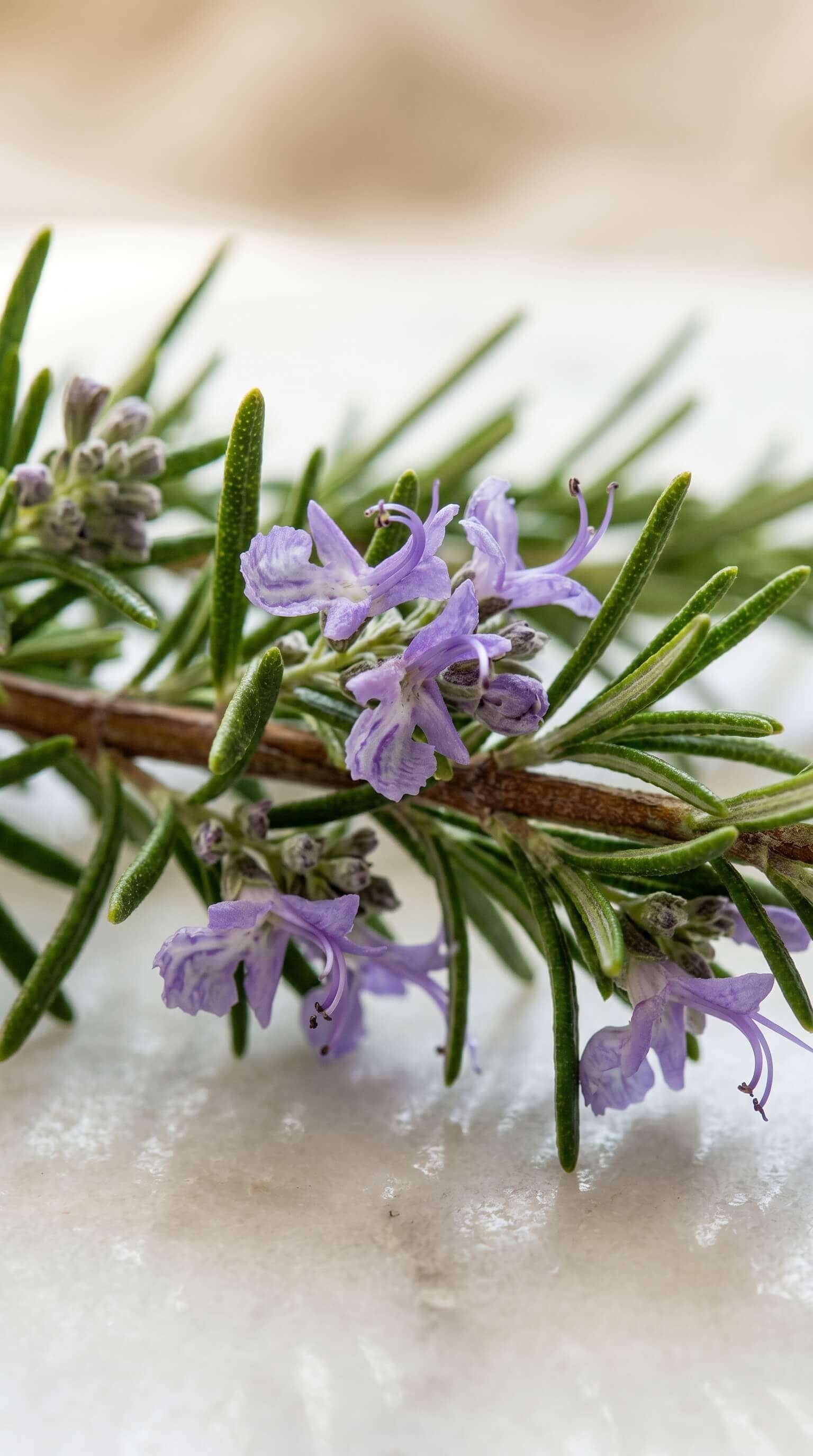 Rosemary sprig